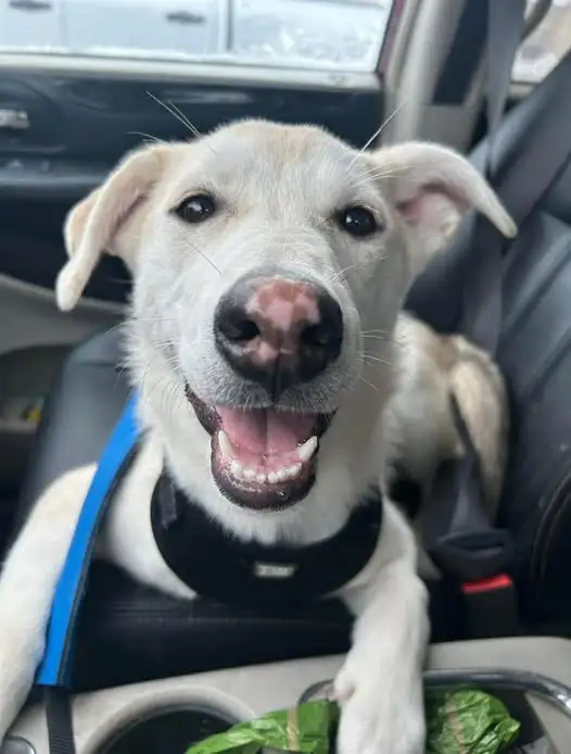 Rescue Spotlight: Meet Ceilidh, the Resilient Husky Mix in Kanata