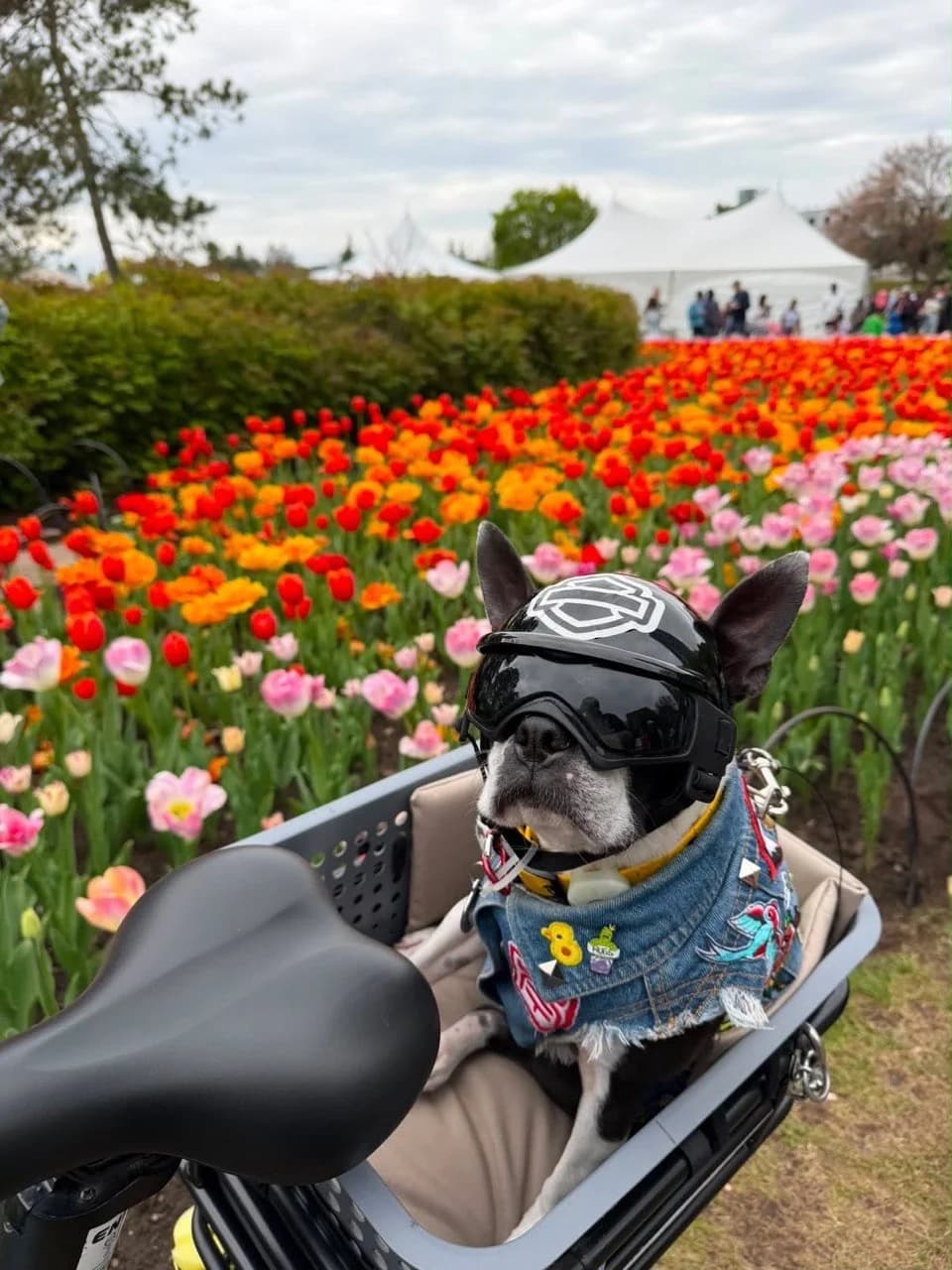 Duck - Pet of the Month August Winner