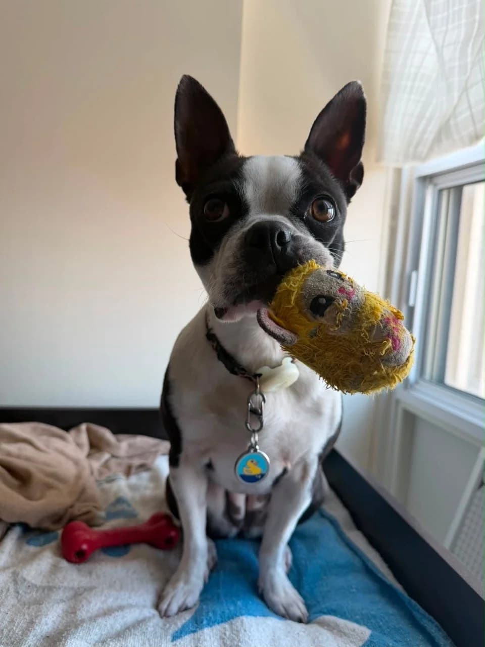 More of Duck photo 2