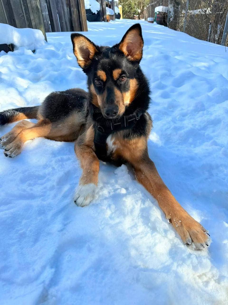 Nemo - Pet of the Month July Winner